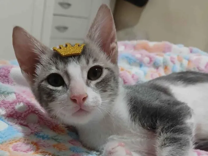 Gato ra a SRD-ViraLata idade 2 a 6 meses nome Matteo