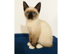 Gato raça SRD-ViraLata idade 2 a 6 meses nome Caju