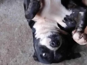 Cachorro raça Pit-Bull idade 6 ou mais anos nome Spike