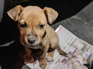 Cachorro raça SRD-ViraLata idade Abaixo de 2 meses nome Pérola 