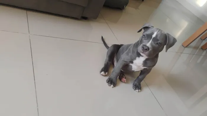 Cachorro ra a Pit-Bull idade 2 a 6 meses nome Thor