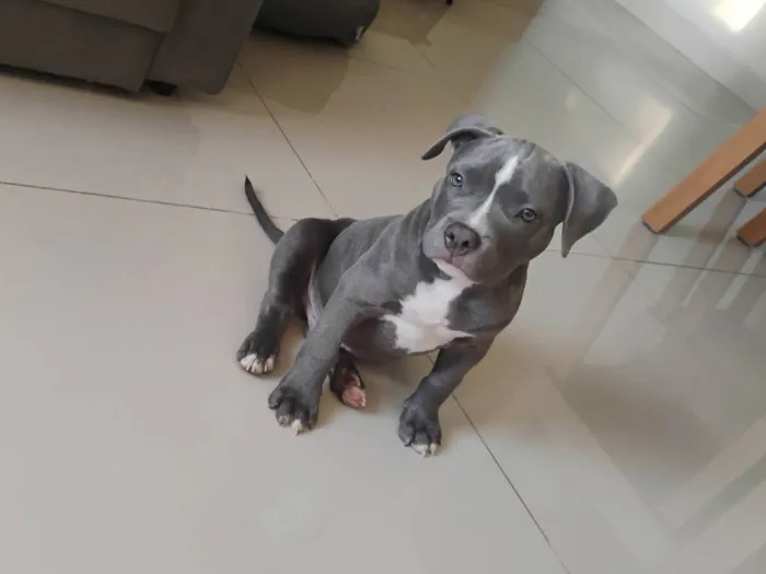 Cachorro ra a Pit-Bull idade 2 a 6 meses nome Thor