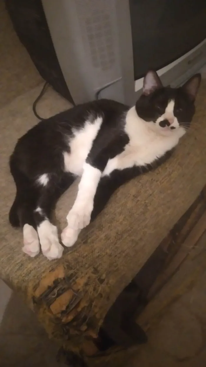 Gato ra a SRD-ViraLata idade 7 a 11 meses nome Anis