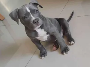Cachorro raça Pit-Bull idade 2 a 6 meses nome Thor 