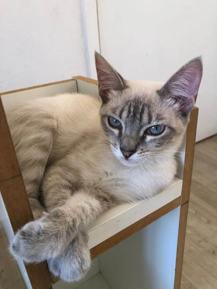 Gato ra a Siamês idade 7 a 11 meses nome Lisa