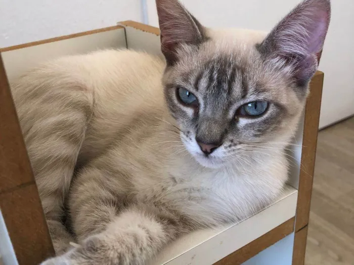 Gato ra a Siamês idade 7 a 11 meses nome Lisa