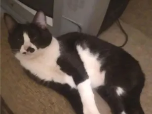 Gato raça SRD-ViraLata idade 7 a 11 meses nome Anis