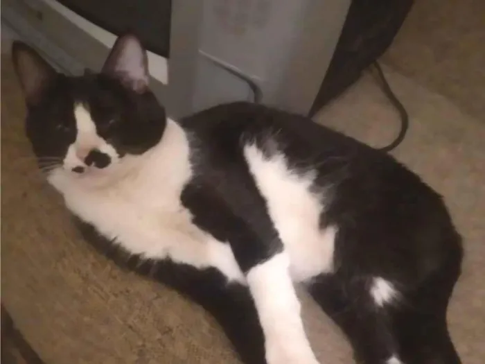 Gato ra a SRD-ViraLata idade 7 a 11 meses nome Anis