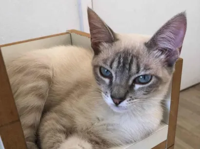 Gato raça Siamês idade 7 a 11 meses nome Lisa
