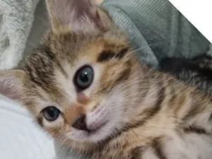 Gato raça SRD-ViraLata idade Abaixo de 2 meses nome Kimi