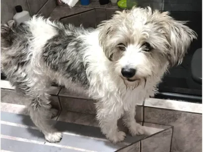 Cachorro raça SRD-ViraLata idade 1 ano nome Meg