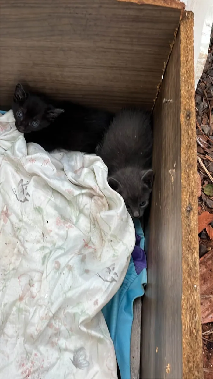 Gato ra a SRD-ViraLata idade Abaixo de 2 meses nome THICYANE DE PAIVA SANTANA