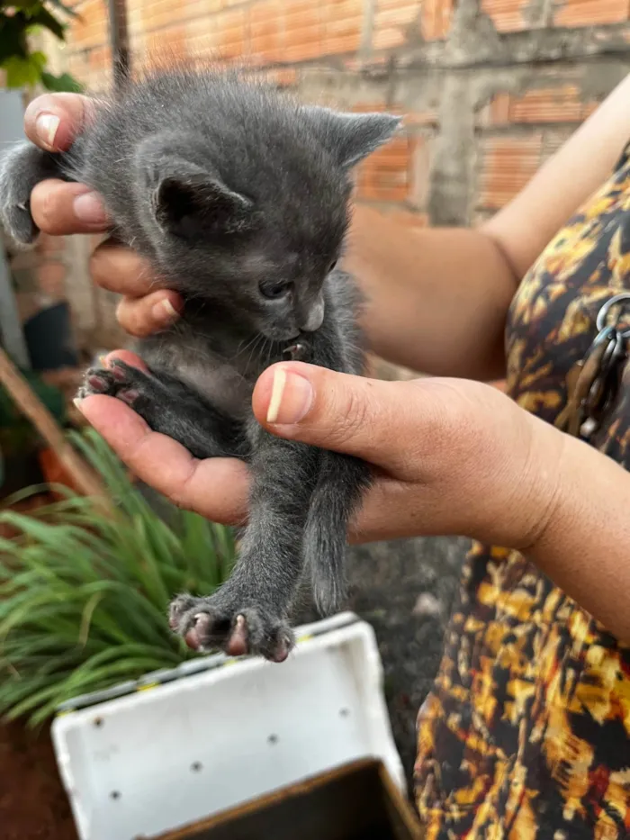 Gato ra a SRD-ViraLata idade Abaixo de 2 meses nome THICYANE DE PAIVA SANTANA