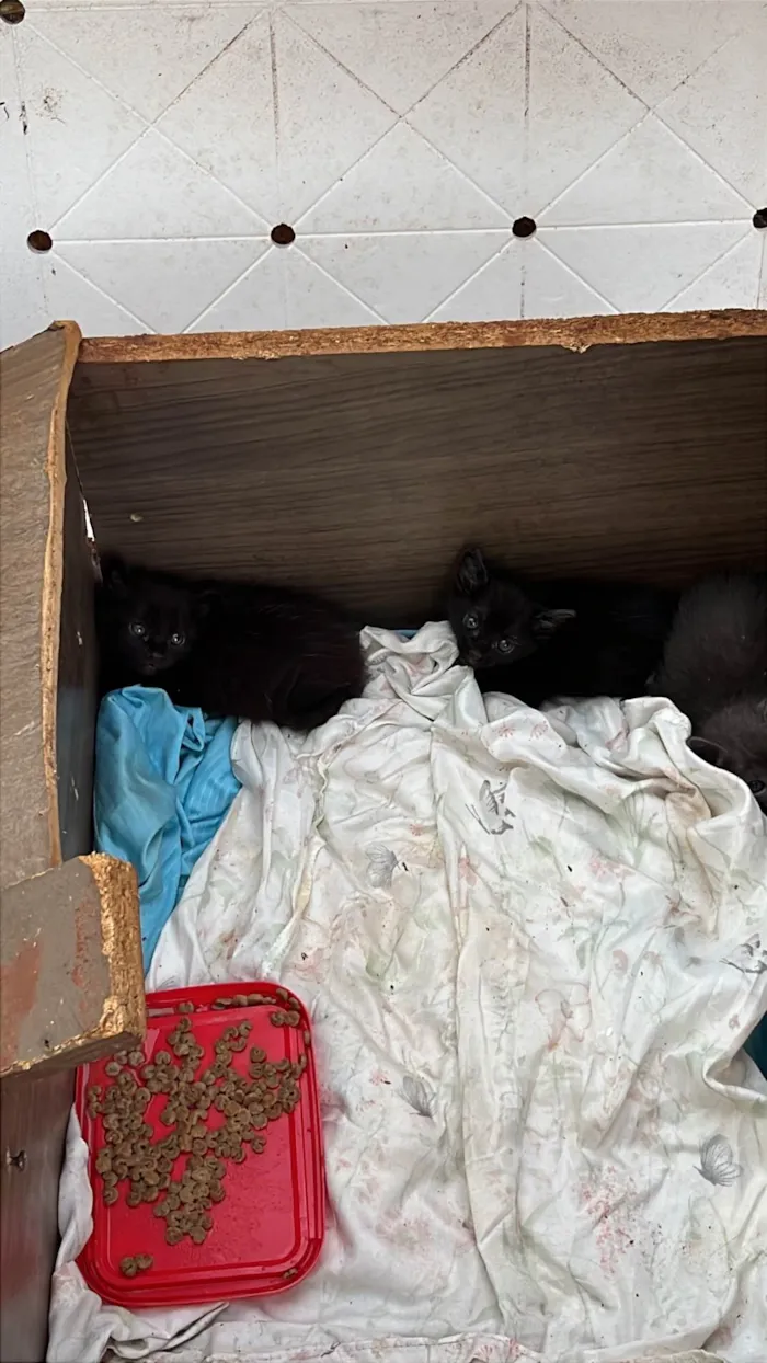 Gato ra a SRD-ViraLata idade Abaixo de 2 meses nome THICYANE DE PAIVA SANTANA