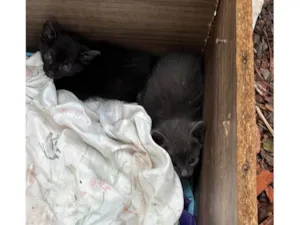 Gato raça SRD-ViraLata idade Abaixo de 2 meses nome THICYANE DE PAIVA SANTANA