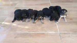 Cachorro raça SRD-ViraLata idade Abaixo de 2 meses nome Filhotes