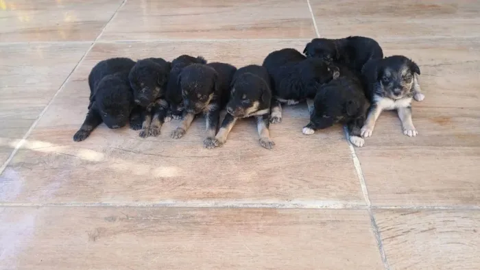Cachorro ra a SRD-ViraLata idade Abaixo de 2 meses nome Filhotes