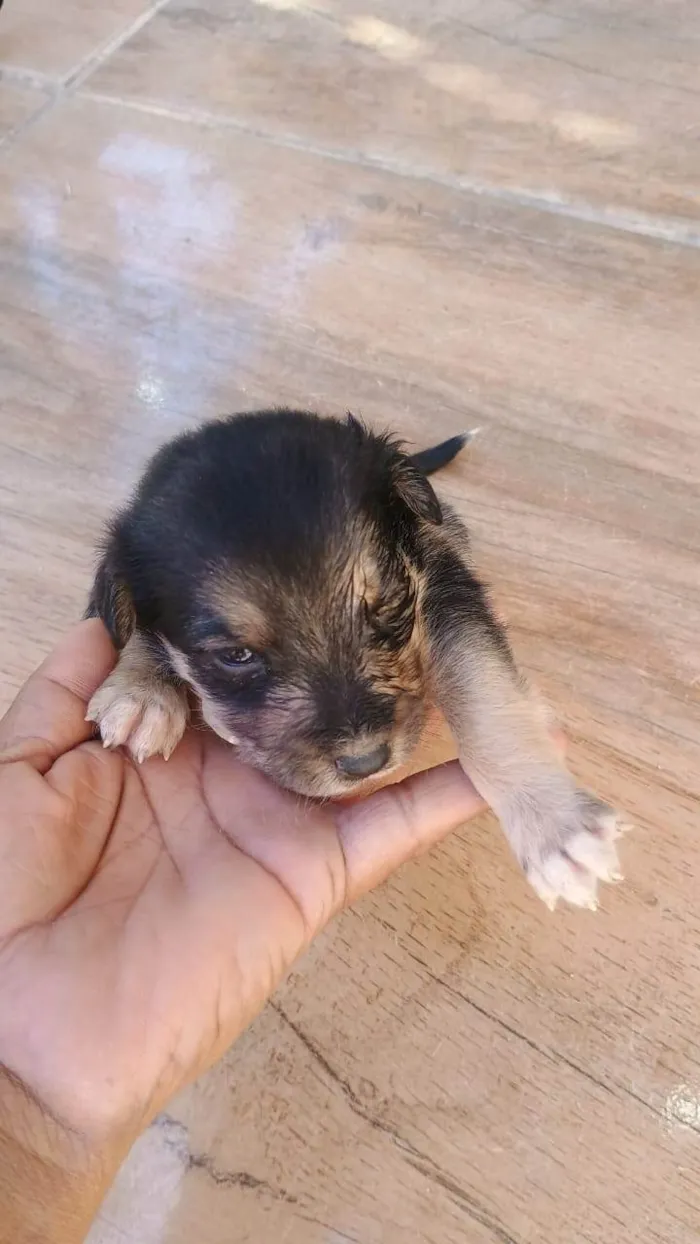 Cachorro ra a SRD-ViraLata idade Abaixo de 2 meses nome Filhotes