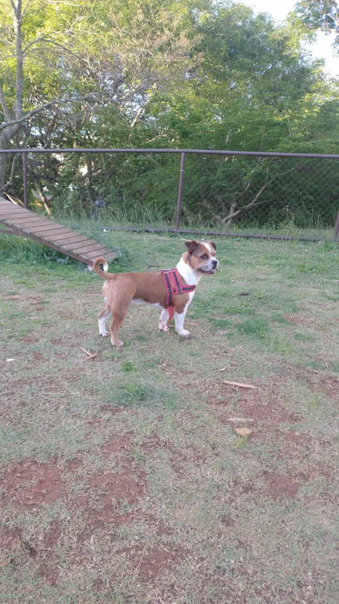 Cachorro ra a SRD-ViraLata idade 1 ano nome EDNA SILVA DE ARAUJO