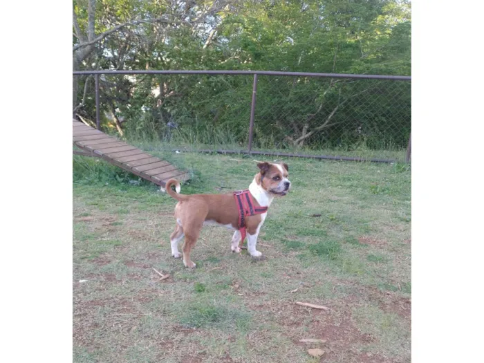 Cachorro ra a SRD-ViraLata idade 1 ano nome EDNA SILVA DE ARAUJO