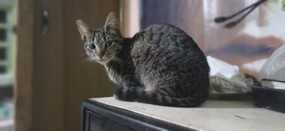 Gato raça SRD-ViraLata idade 7 a 11 meses nome Moskita