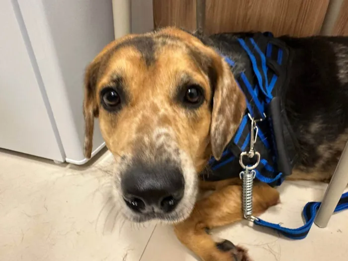 Cachorro ra a SRD-ViraLata idade 2 anos nome Kevin