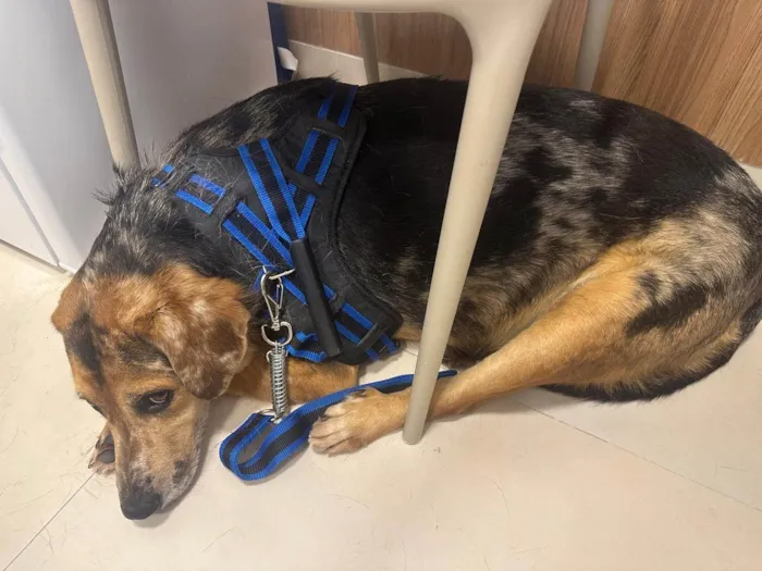 Cachorro ra a SRD-ViraLata idade 2 anos nome Kevin