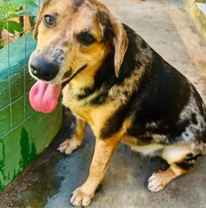 Cachorro ra a SRD-ViraLata idade 2 anos nome Kevin