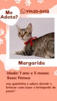 Margarida