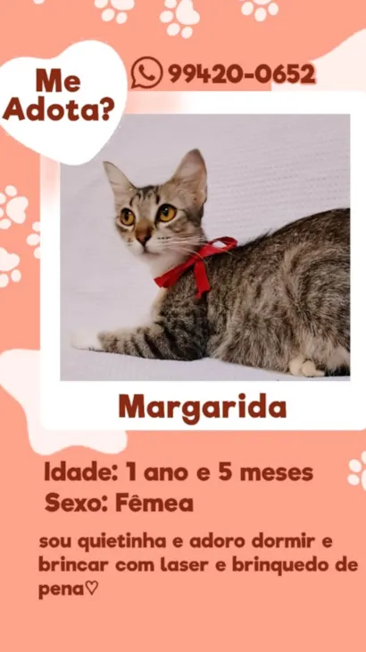 Gato raça SRD-ViraLata idade 1 ano nome Margarida
