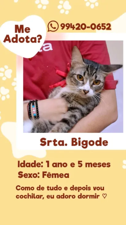 Gato raça SRD-ViraLata idade 1 ano nome Sra. Bigodes