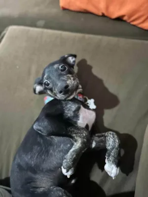 Cachorro raça SRD-ViraLata idade 1 ano nome Nescau