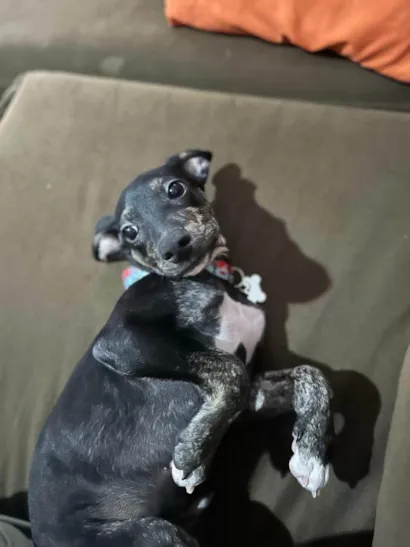 Cachorro raça SRD-ViraLata idade 1 ano nome Nescau