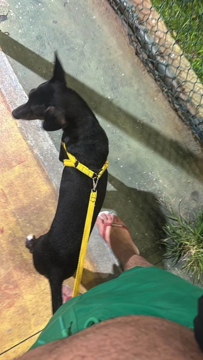 Cachorro ra a SRD-ViraLata idade 1 ano nome Nescau 