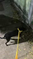 Nescau 
