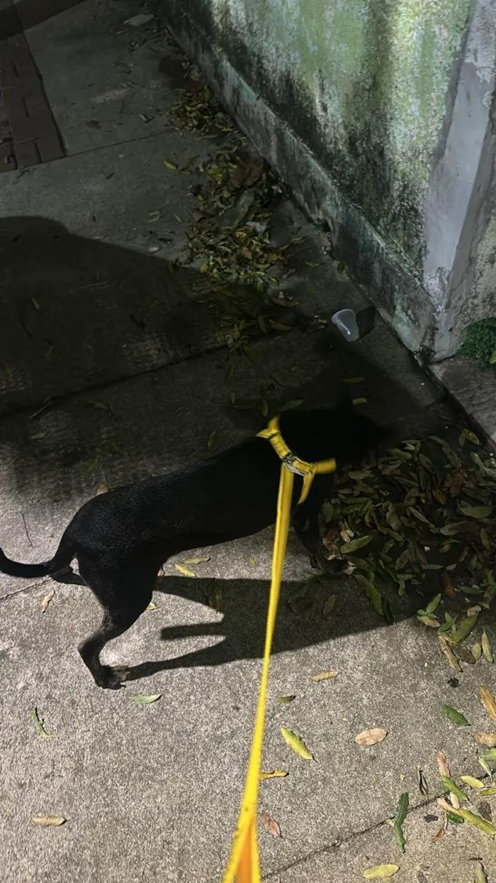 Cachorro ra a SRD-ViraLata idade 1 ano nome Nescau 