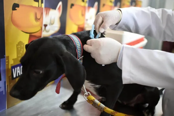 Cachorro ra a SRD-ViraLata idade 1 ano nome Nescau 