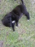 Filhotes d labrador