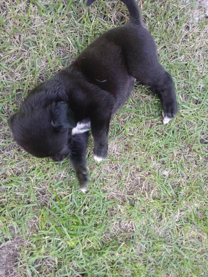 Cachorro ra a Labrador idade 2 a 6 meses nome Filhotes d labrador