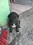 Filhotes d labrador