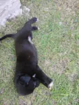 Filhotes d labrador