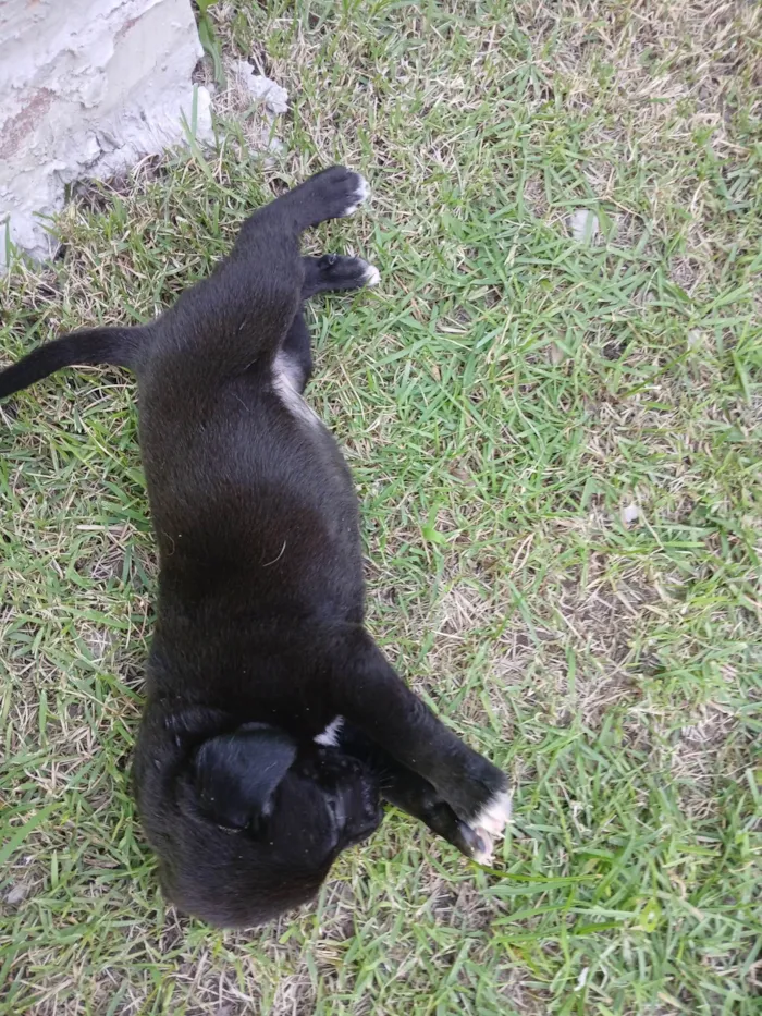 Cachorro ra a Labrador idade 2 a 6 meses nome Filhotes d labrador