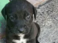 Filhotes d labrador