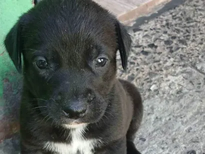 Cachorro raça Labrador idade 2 a 6 meses nome Filhotes d labrador