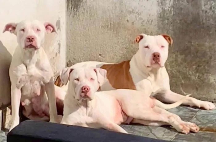 Cachorro ra a Pit-Bull idade 3 anos nome Canja