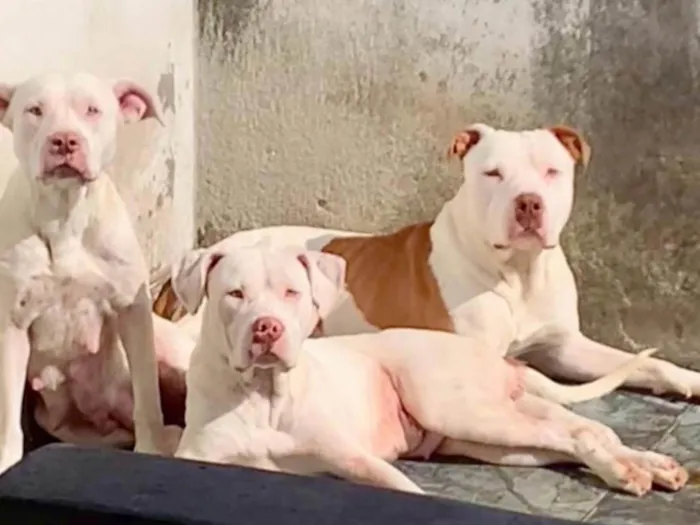 Cachorro ra a Pit-Bull idade 3 anos nome Canja