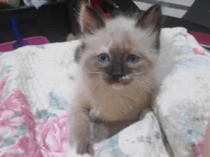 Gato raça SRD-ViraLata idade 2 a 6 meses nome Aurora