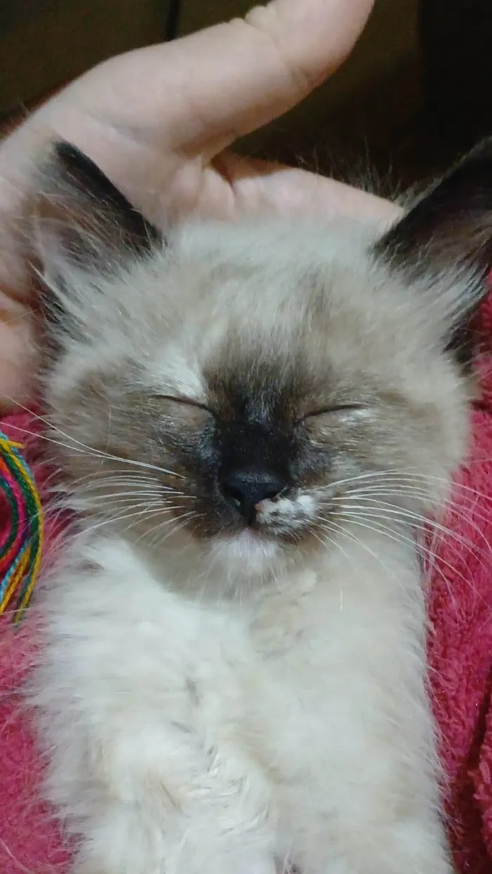 Gato ra a SRD-ViraLata idade 2 a 6 meses nome Aurora