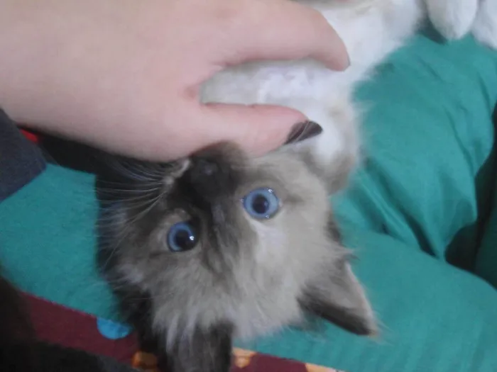 Gato ra a SRD-ViraLata idade 2 a 6 meses nome Aurora