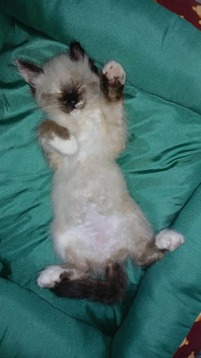Gato ra a SRD-ViraLata idade 2 a 6 meses nome Aurora